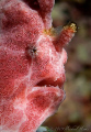   Painted frogfish Antennarius pictus Nikon D300 105mm  